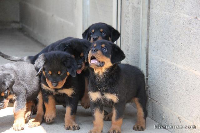 chiots rottweiller pure race pucés et vaccinés