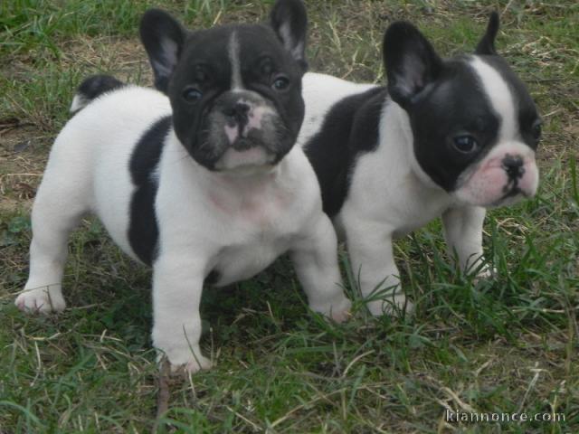 Magnifiques chiots bouledogues francais