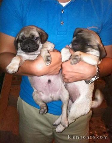 Adorables chiots de race carlin