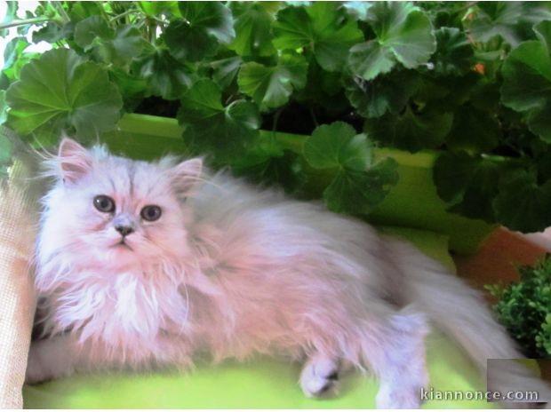 Adorable chaton de type persan chinchilla