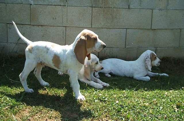 Chiens de chasse, chiots porcelaine LOF