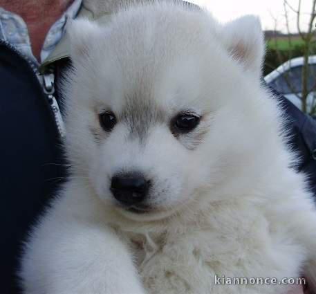 Chiot chien husky chiots chiens huskys lof de suit