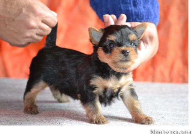 Très joli Bébé Yorkshire Terrie	Male