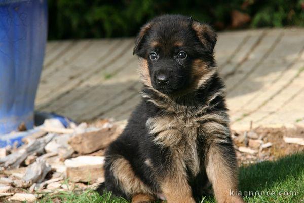 chiot de type berger allemand