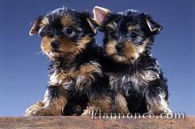 yorkshire chiots terrier