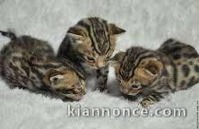 trois Chatons Bengale 