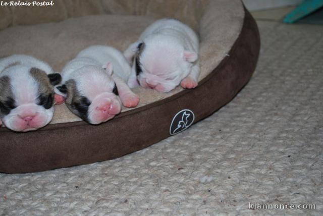 Superbe bébé Bouledogue français