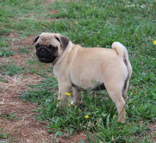 Magnifiques chiots carlin inscrit au LOF  