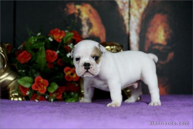 Disponibles chiots bouledogue français lof