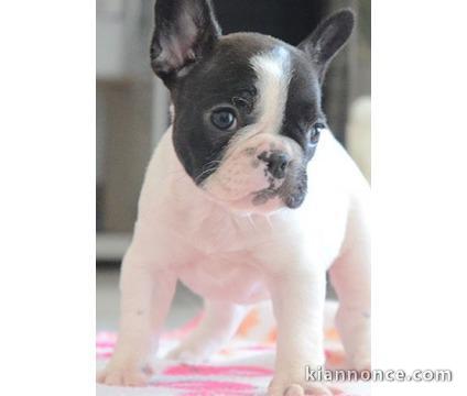  Magnifiques bouledogue francais non lof