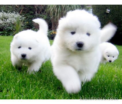 mâle et femelles Samoyedes  Non Lof Disponible