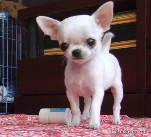 Vend chiot  mâle de race  Chihuahua poils longs pure race non LOF