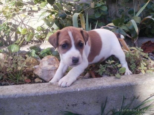 3 magnifiques chiots Jack Russel 