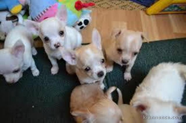 chiots chihuahua disponibles