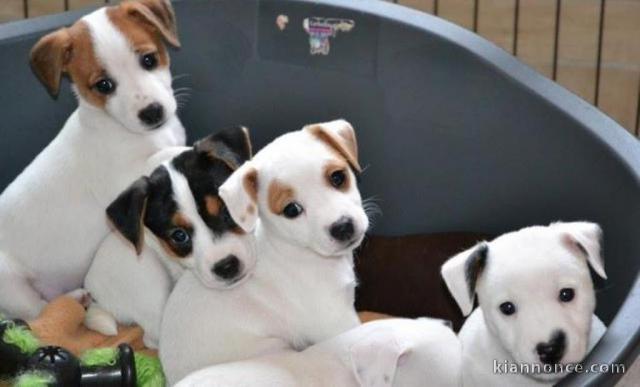 Chiots jack russell terrier