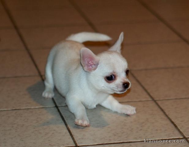 2 splendide chiots chihuahua pour famille chaleureuse