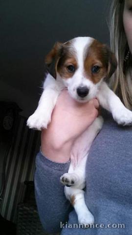 Adorables Jack Russel terrier non LOF a donner