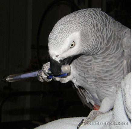 Magnifique perroquet gris du Gabon EAM