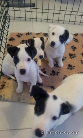 A donner magnifiques chiots Jack Russell