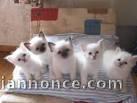 chatons sacre birmanie a donner