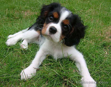 chiot cavalier king disponibles a bon prix