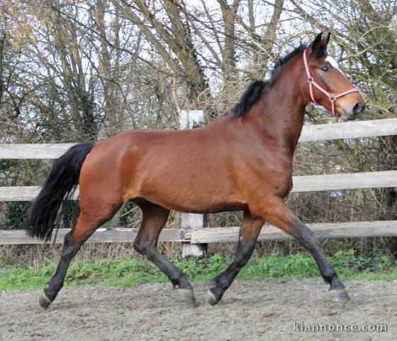 Entier KWPN de 3 ans : Tangelo van de zuuthoeve x For pleasure