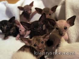 chatons oriental a donner