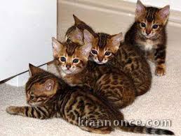 chaton bengal a donner