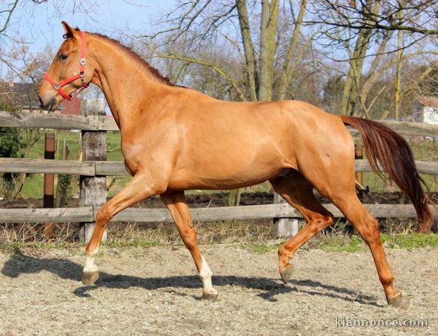 Hongre KWPN de 4 ans : Bretton woods x Don Primaire