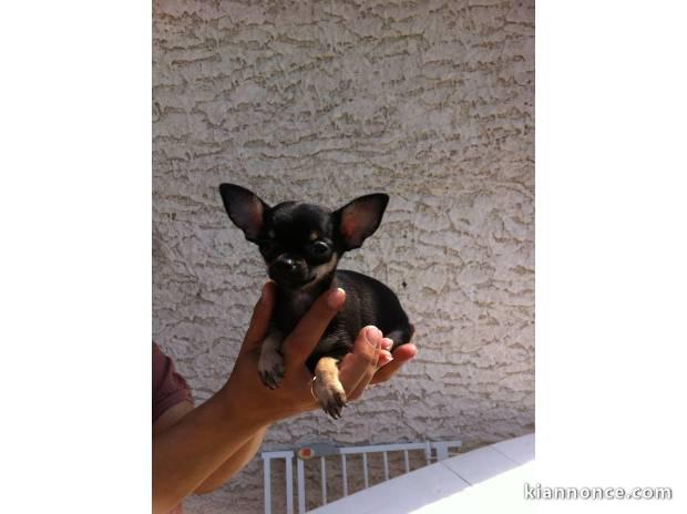 Magnifique femelle type chihuahua