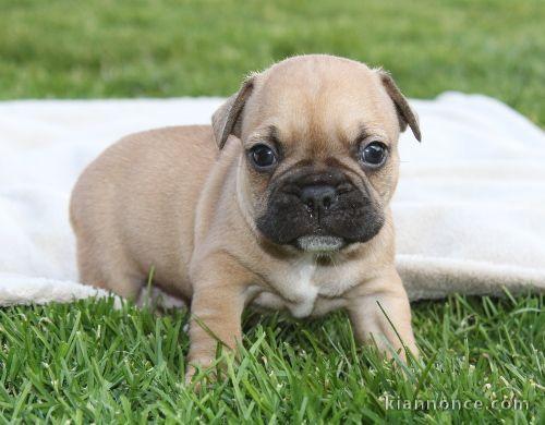 a donner contre bon soins deux chiot bouledogue français