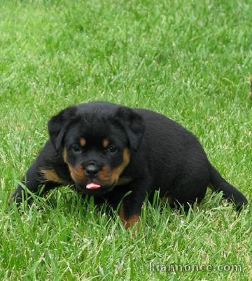 Choit rottweiler pour une bonne famille