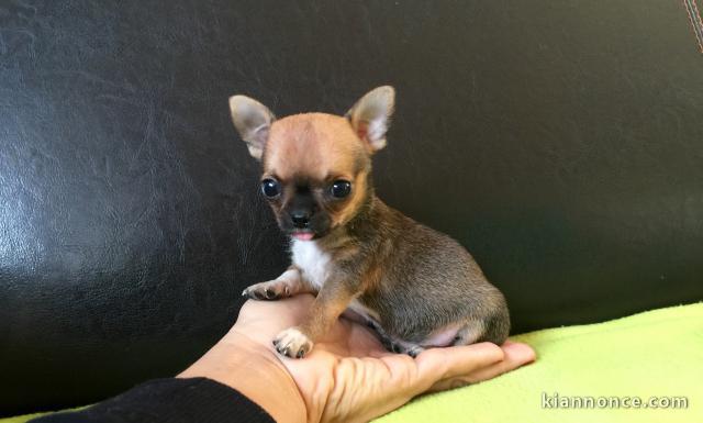 A DONNER Adorable CHIOT CHIHUAHUA MALE 