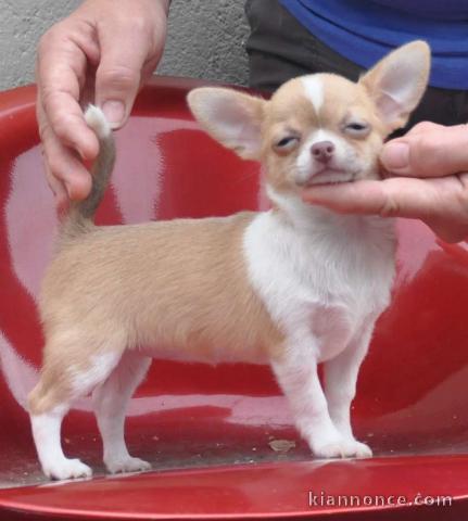 Chiot mâle de spitz adorable et très gentille