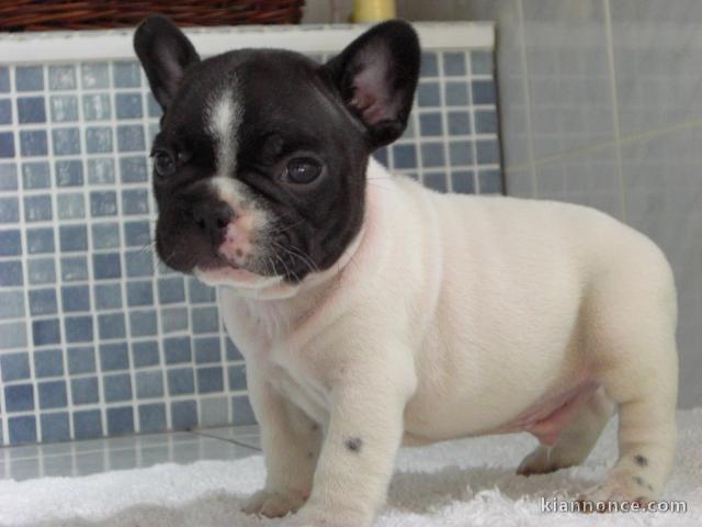  A Donner chiot type bouledogue français male