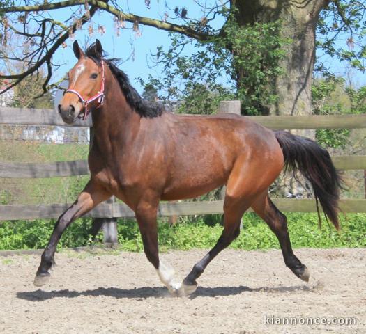 Jument KWPN de 3 ans : Canabis z x Burggraaf