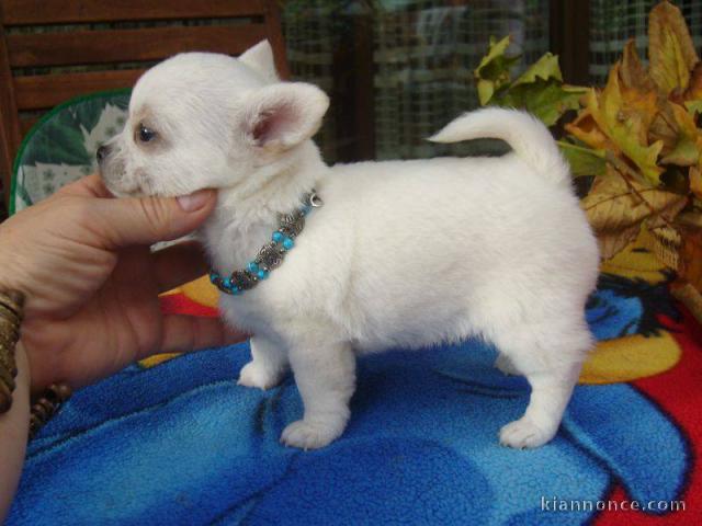 magnifique chiot chiuahua a donner