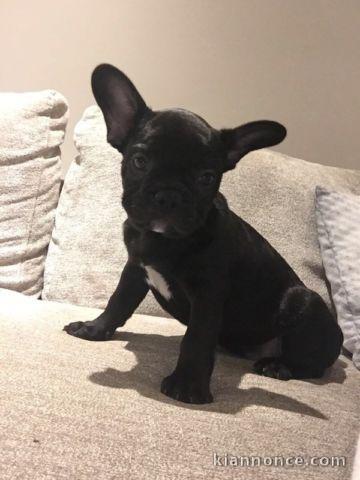 Chiots Bouledogue Français Lof