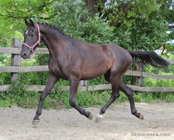 Hongre KWPN de 3 ans : Andretti x Flemmingh