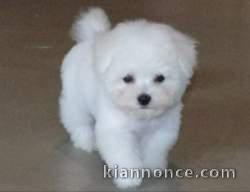 Chiot type BICHON FRISÉ MÄLE À DONNER