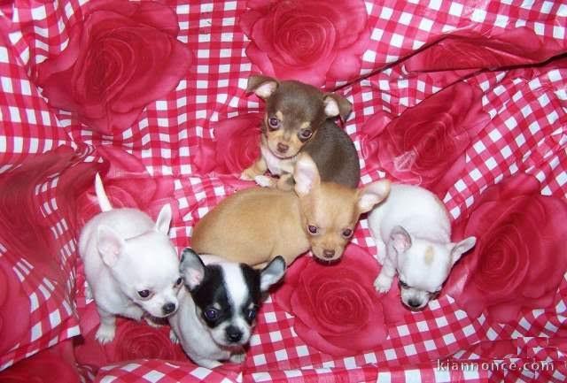  Chiot chihuahua miniature poil court