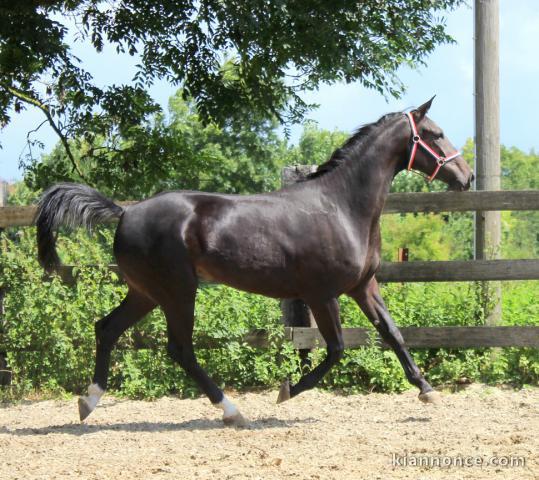 Jolie jument KWPN de 3 ans : Zirocco blue x Concorde