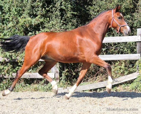 Hongre KWPN de 3 ans : Cardento x Guidam