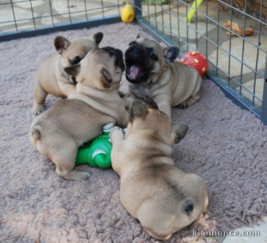 MAGNIFIQUE CHIOT BOULEDOGUE FRANÇAIS  