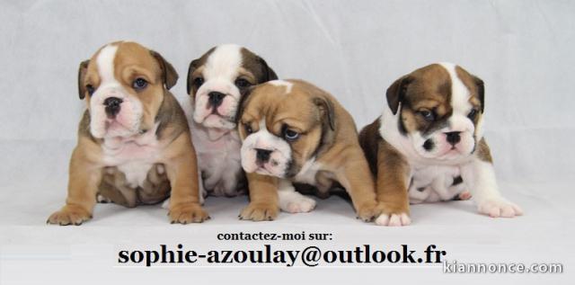 Magnifiques chiots bouledogue anglais a donner