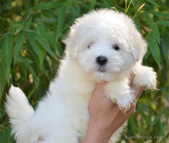 Jolie chiot Coton de Tulear