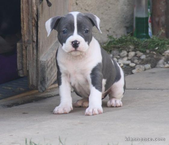  Adorable American Stafforshire terrier 