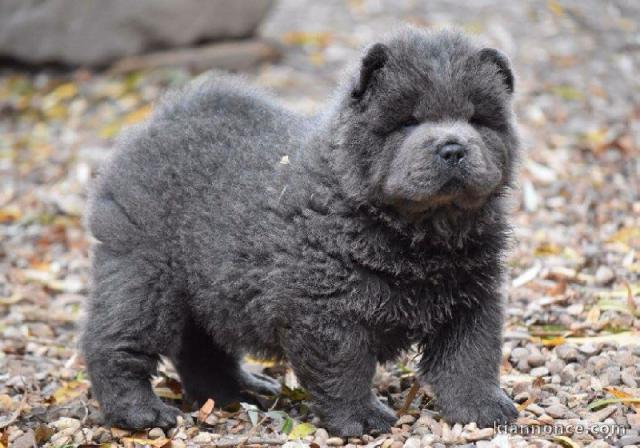 Adorable chiot chow chow