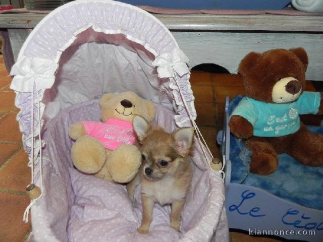 Chihuahua adorable chiot