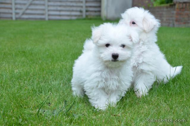 Chiots de type Bichon Maltais